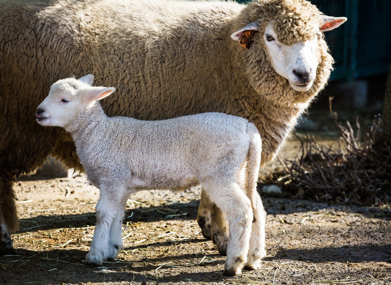 「もこもこの親羊と子羊」の写真