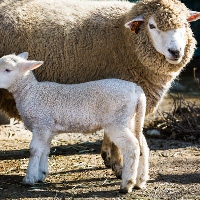 もこもこの親羊と子羊の写真