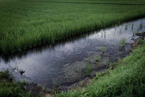 小雨が降る夏の田んぼの写真