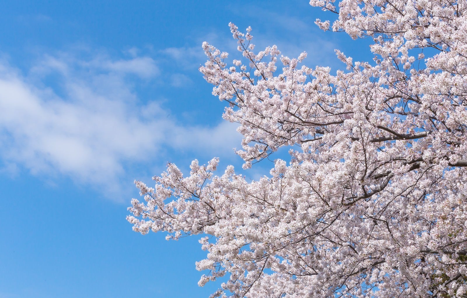 「空に伸びる桜」の写真