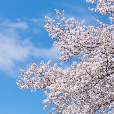 空に伸びる桜の写真