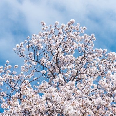 見上げた桜と青空の写真