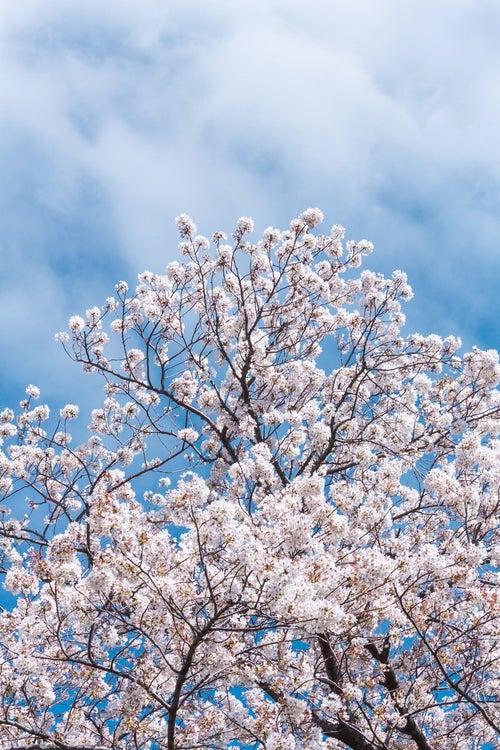 見上げた桜と青空の写真
