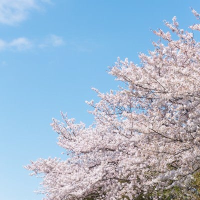 河川敷に咲く桜の写真