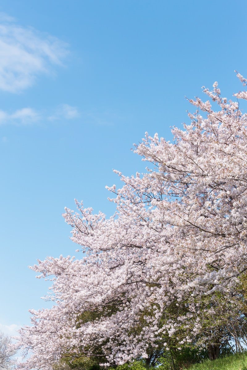 「河川敷に咲く桜」の写真