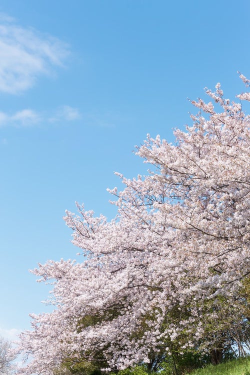 河川敷に咲く桜の写真