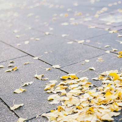 路上の落ち葉（銀杏）の写真