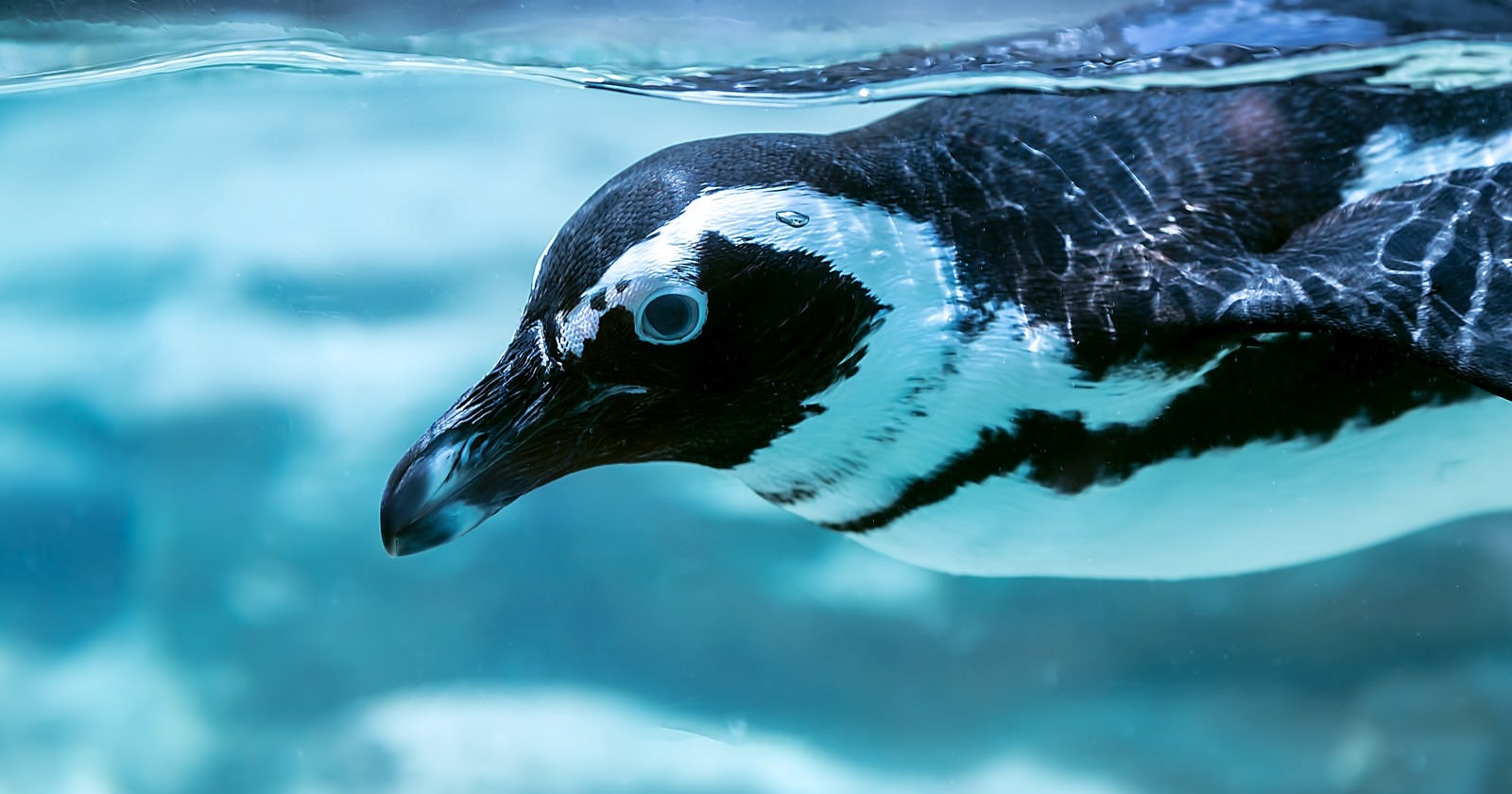 「泳ぐペンギン」の写真