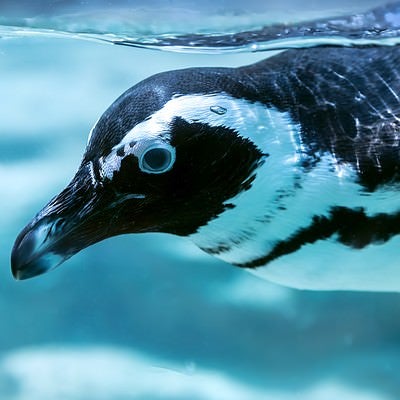 泳ぐペンギンの写真