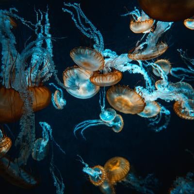 巨大水槽の中で浮遊するクラゲの写真