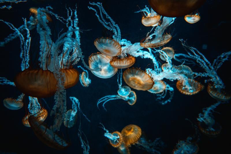 巨大水槽の中で浮遊するクラゲの写真