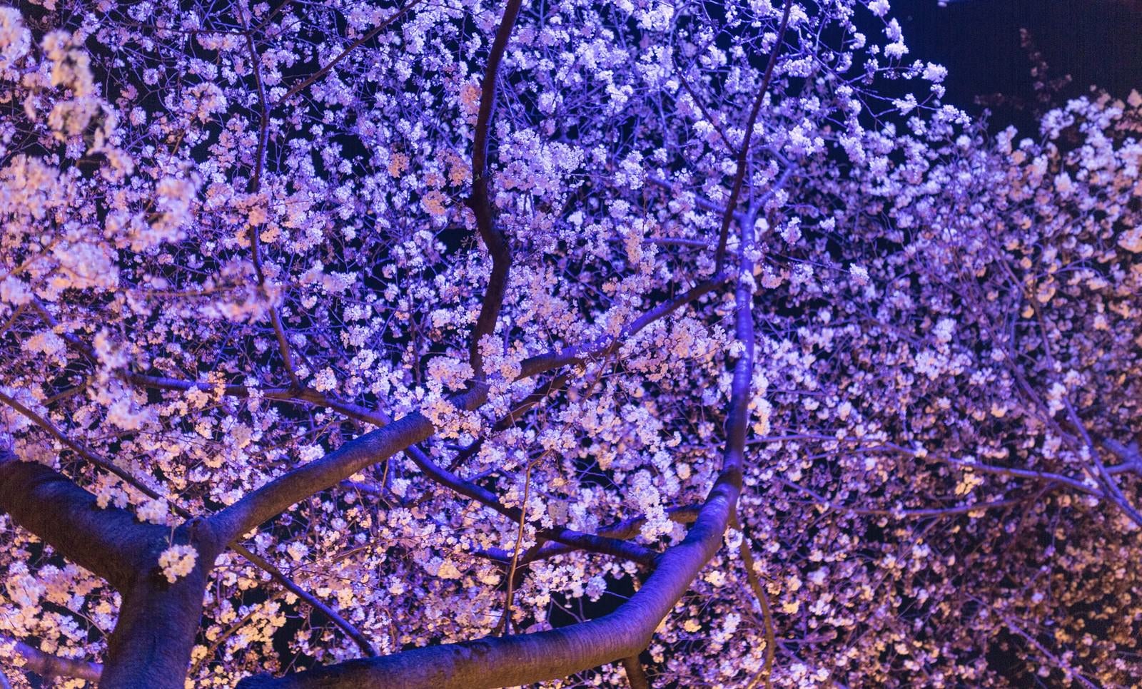 「ライトアップした夜桜」の写真