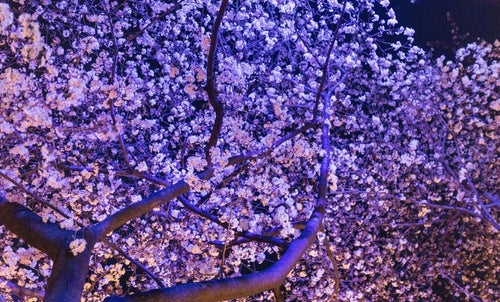 ライトアップした夜桜の写真