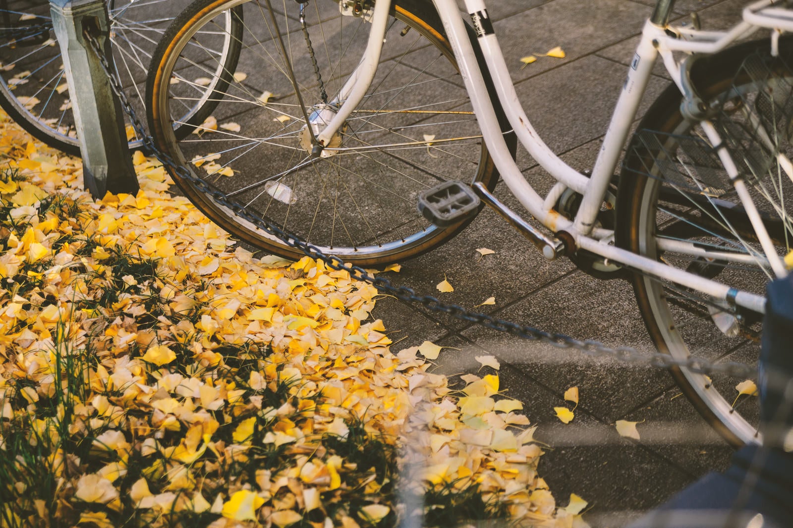 「放置自転車と銀杏の葉」の写真