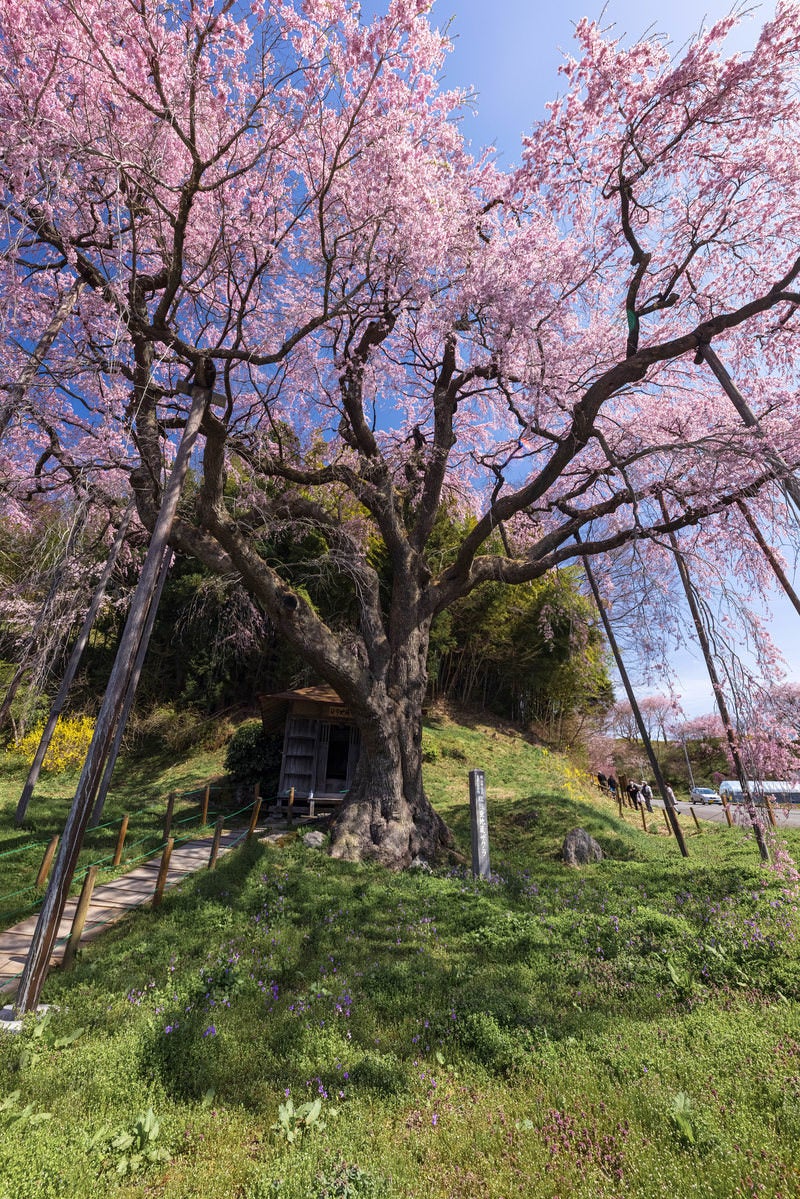 「地蔵堂にかかる紅枝垂地蔵桜の影」の写真