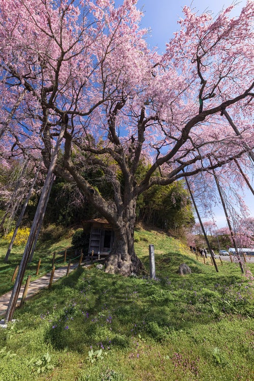 地蔵堂にかかる紅枝垂地蔵桜の影の写真