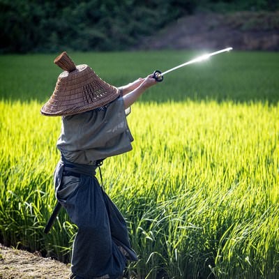 風に揺れる稲と振りかざした日本刀の写真