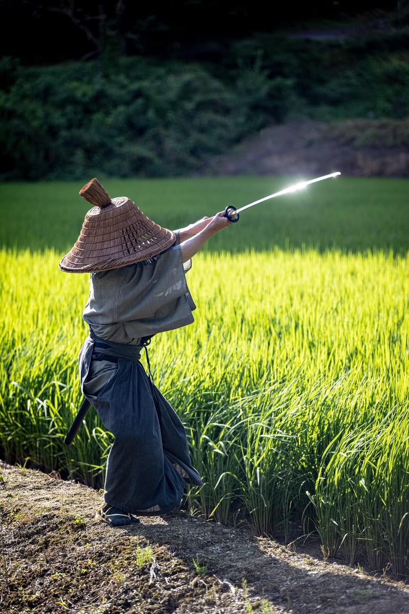 「風に揺れる稲と振りかざした日本刀」の写真［モデル：まーこ］