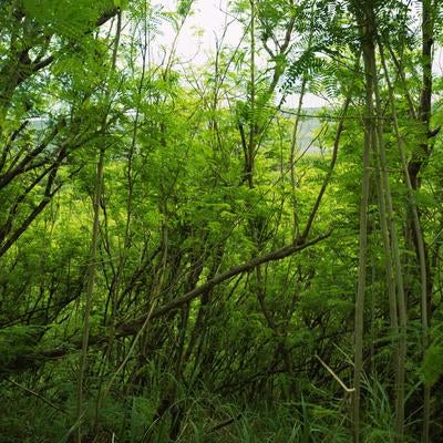 陸軍野砲陣地トーチカ前方から銀ネムの森越しに見る翁浜の写真