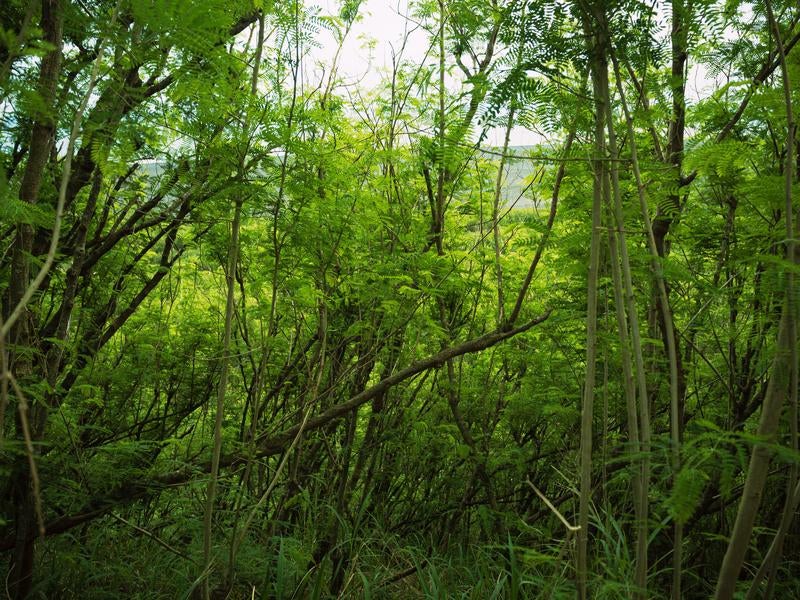 陸軍野砲陣地トーチカ前方から銀ネムの森越しに見る翁浜の写真