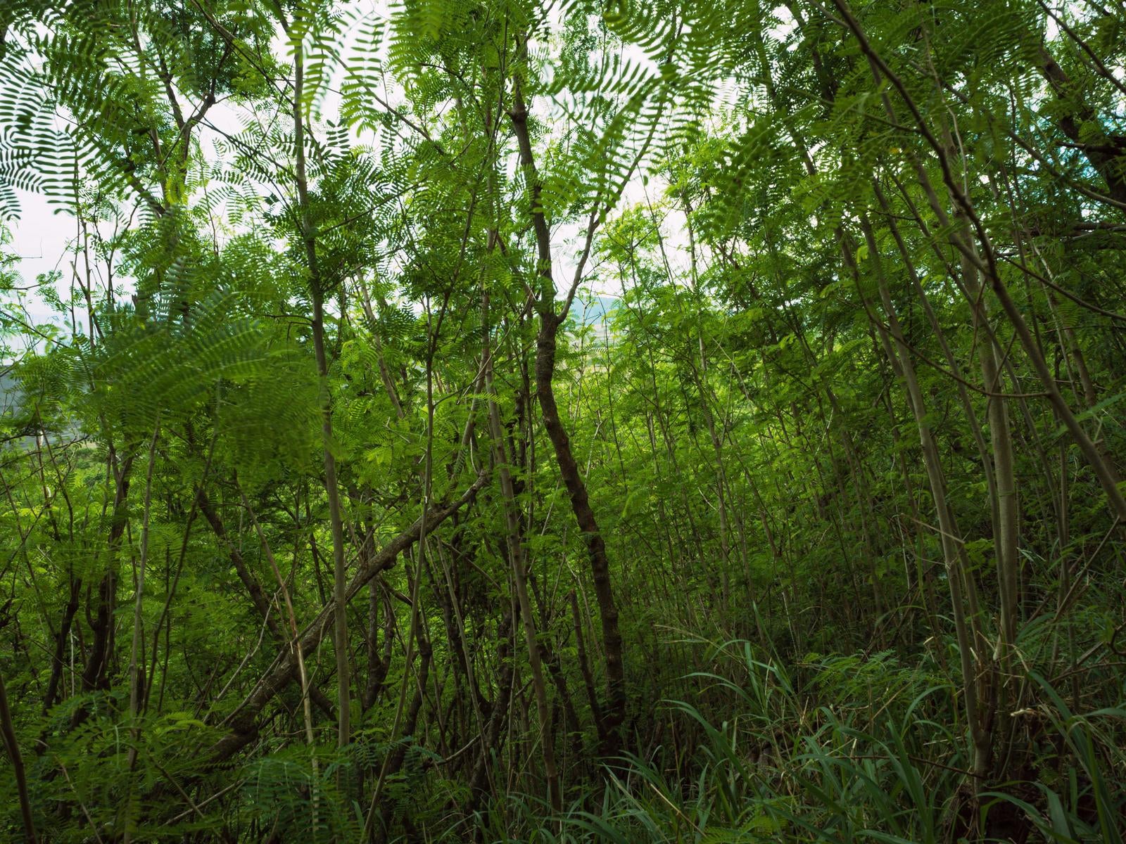 「陸軍野砲陣地トーチカ前方から銀ネムの合間に見える摺鉢山」の写真