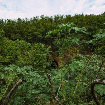 密林の奥の崖に見える戦車壕の写真