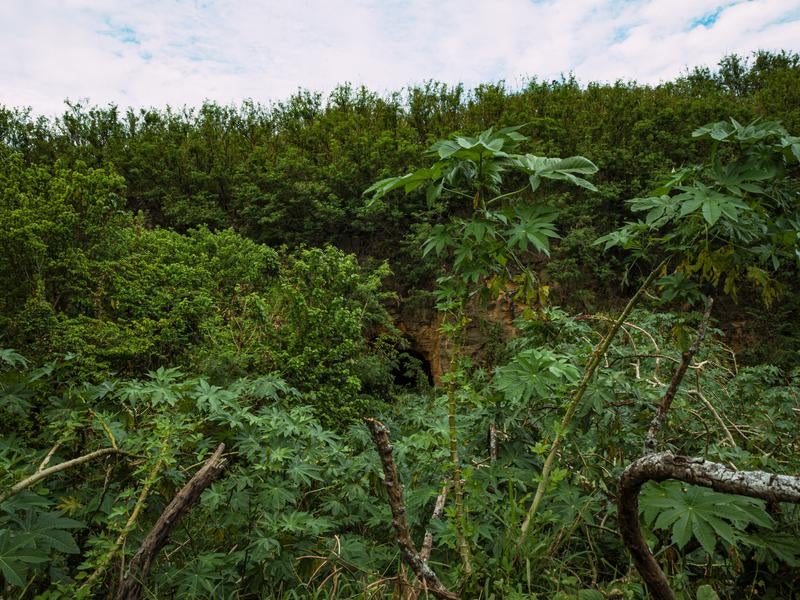 密林の奥の崖に見える戦車壕の写真