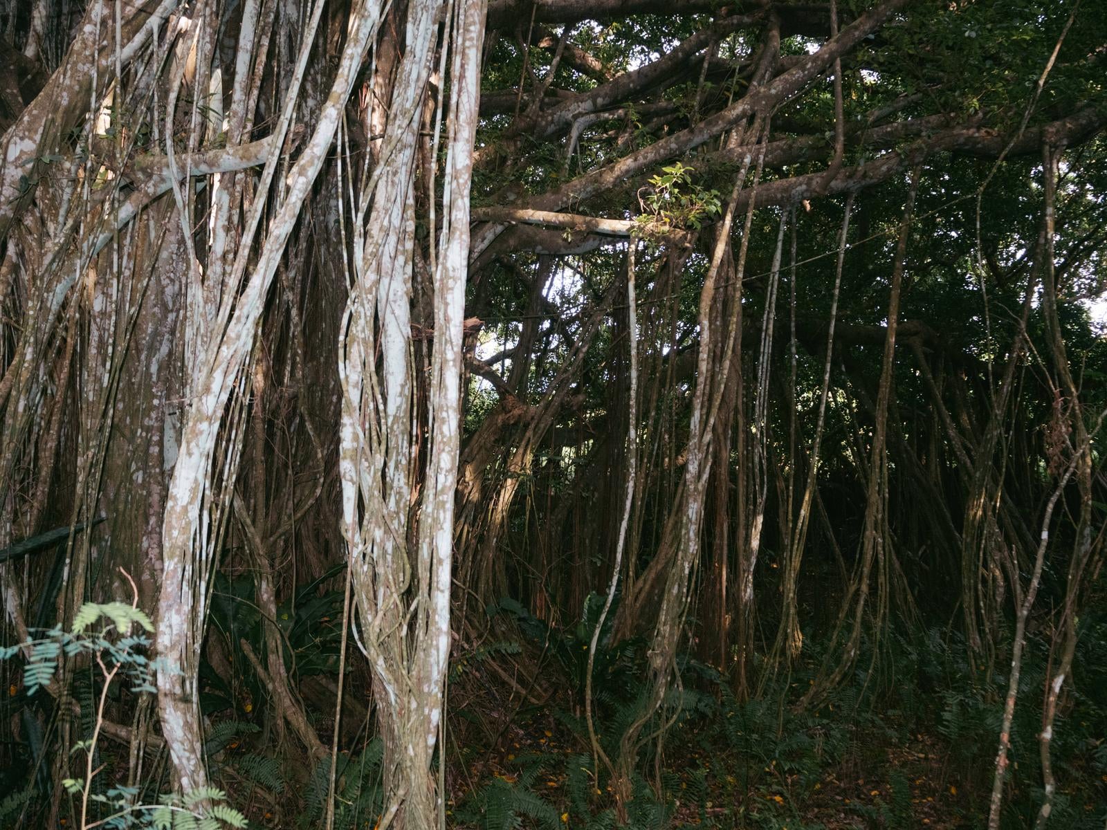 「旧島民奥山邸跡地ガジュマルの気根」の写真