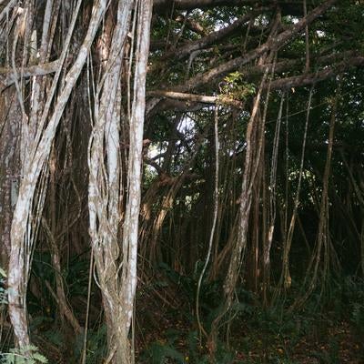 旧島民奥山邸跡地ガジュマルの気根の写真