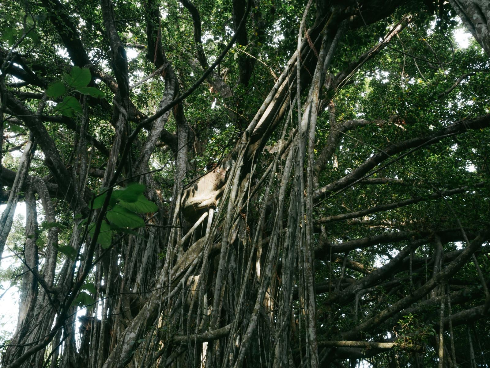 「旧島民奥山邸跡地の大きく枝を広げたガジュマルの巨木」の写真