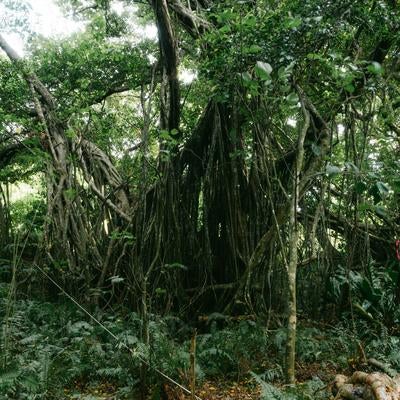 旧島民奥山邸跡地に立つガジュマルの巨木の写真