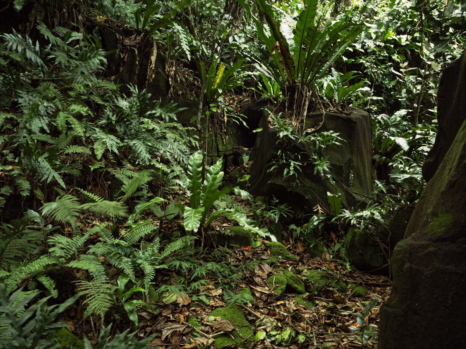 「原生林に広がる多様な植物相と陸軍野戦病院跡」の写真