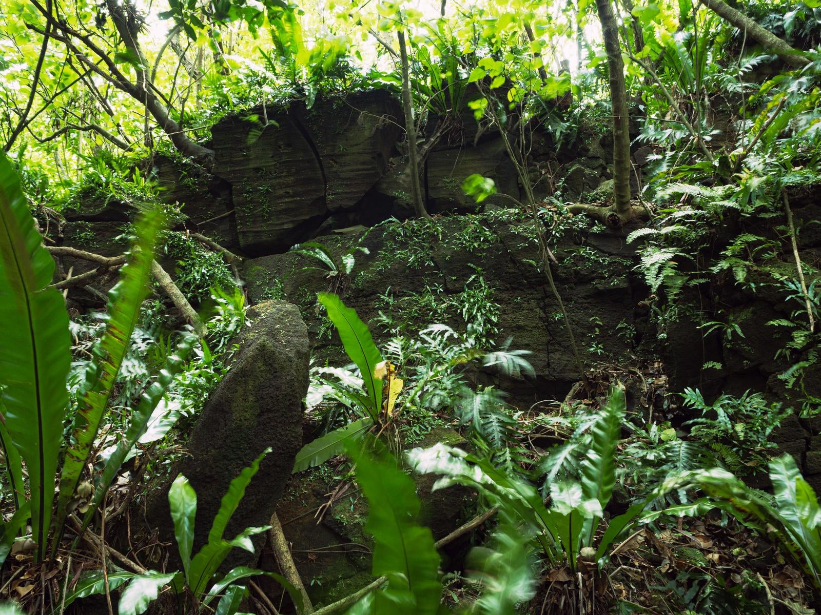 「豊かな下層植生と苔むした陸軍野戦病院壕周辺の様子」の写真