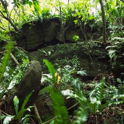 豊かな下層植生と苔むした陸軍野戦病院壕周辺の様子の写真