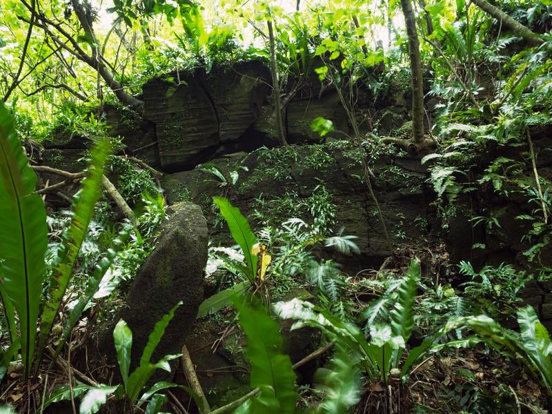 豊かな下層植生と苔むした陸軍野戦病院壕周辺の様子の写真