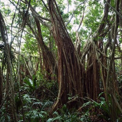 巨大ガジュマルが織りなす自然の芸術と陸軍野戦病院壕の写真