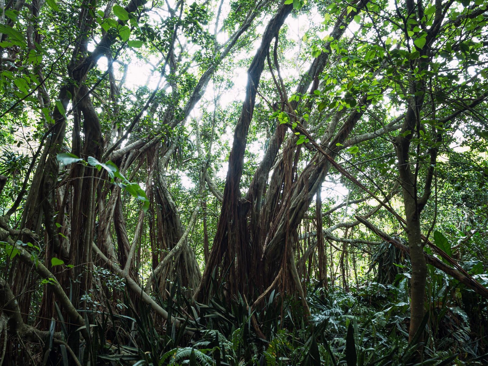 Looking up at a giant Gaijumaru (Moreton Bay Fig) tree with numerous hanging aerial roots in the tropical rainforest of Iwo Jima