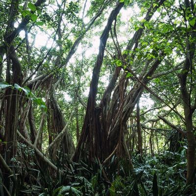 ガジュマルの枝葉が織り成す緑のトンネルと差し込む光の写真