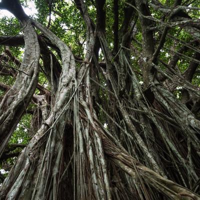 空を覆うガジュマルの巨木とその複雑に絡み合う根の写真