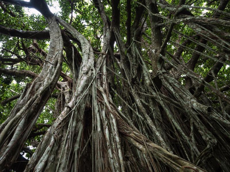 The Giant Banyan Tree Covering the Sky and Its Intricately Intertwined Roots