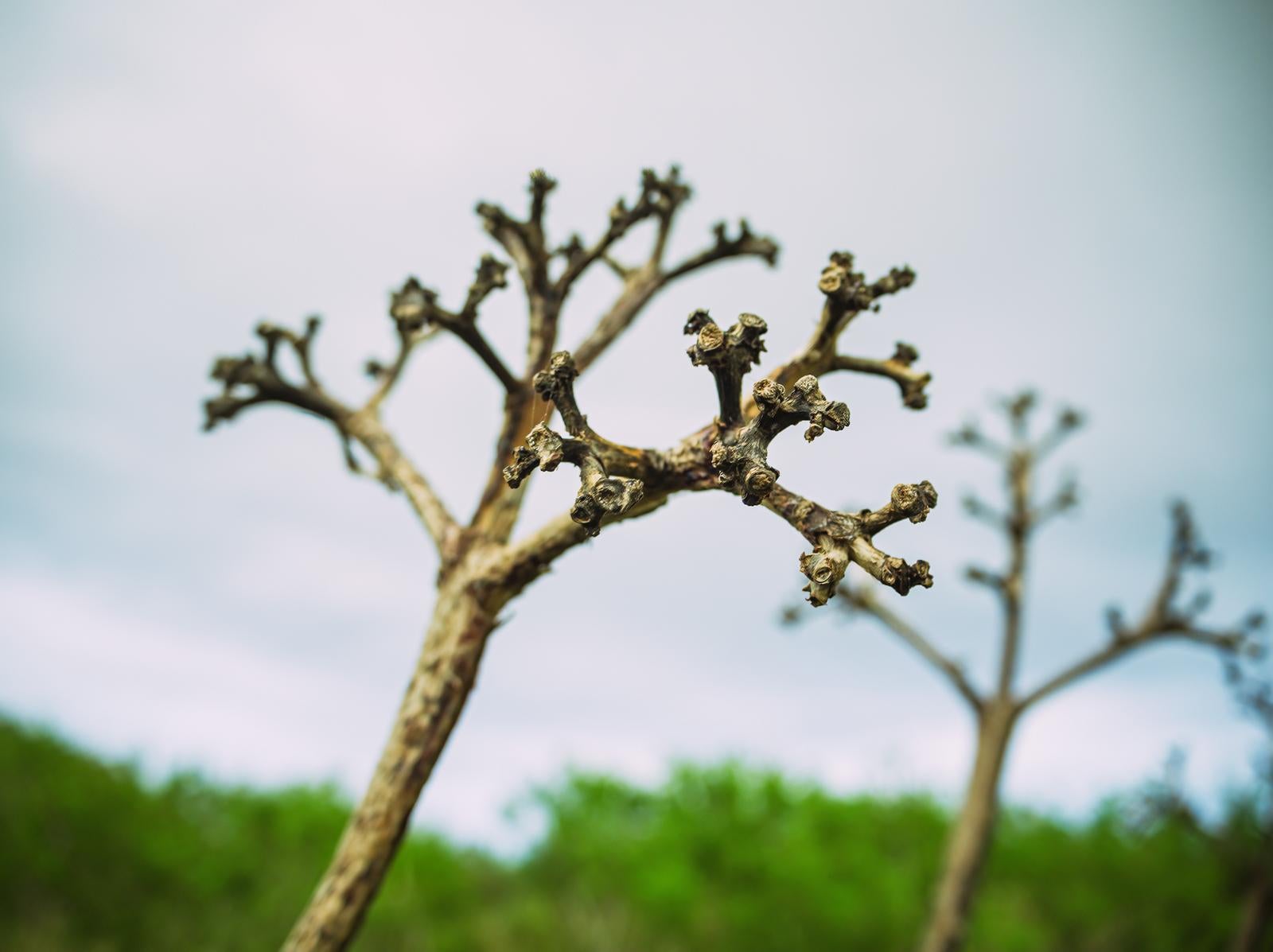 「枯死したリュウゼツランの花茎の先端」の写真