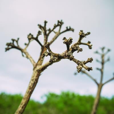 枯死したリュウゼツランの花茎の先端の写真