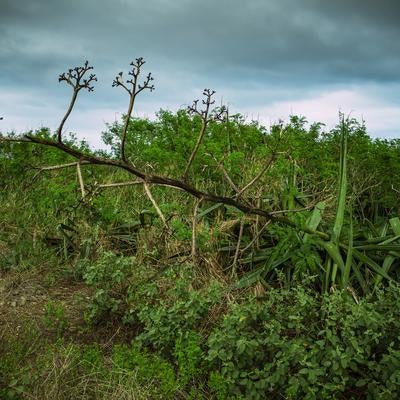 鬱蒼とした草むらで枯死するリュウゼツランの写真