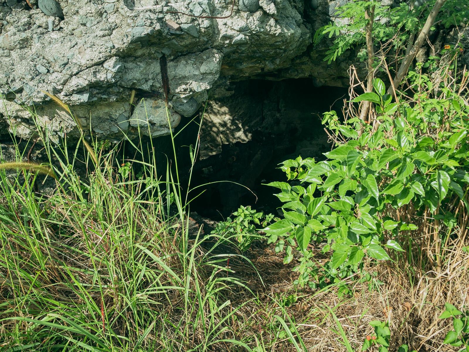 「草木に覆われた戦時遺構の入口」の写真