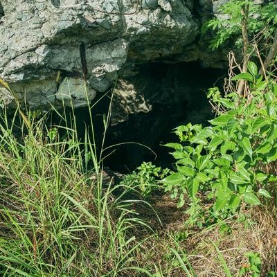 草木に覆われた戦時遺構の入口の写真