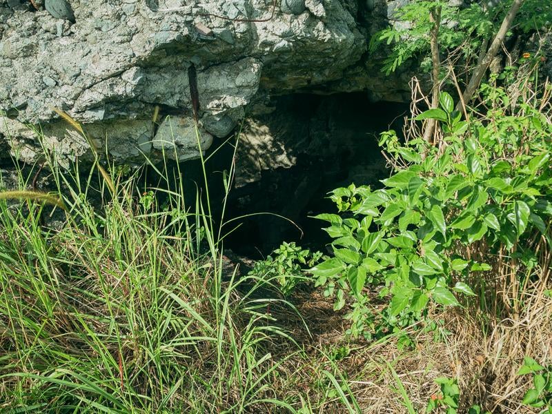 草木に覆われた戦時遺構の入口の写真