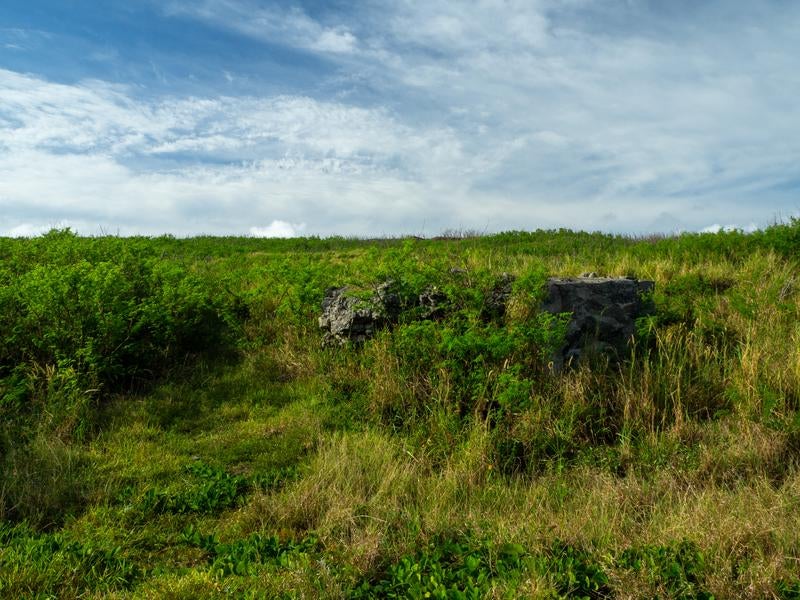 硫黄島南海岸に残る草木に覆われた戦時中のトーチカ跡の写真