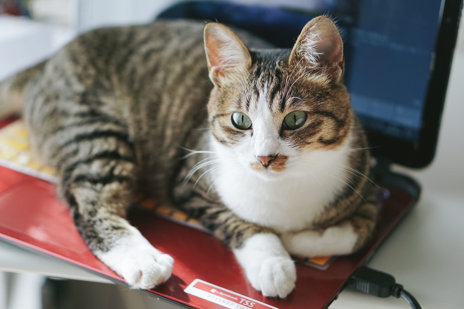 「温かいノートパソコン上から断固として退けないキジ白猫」の写真
