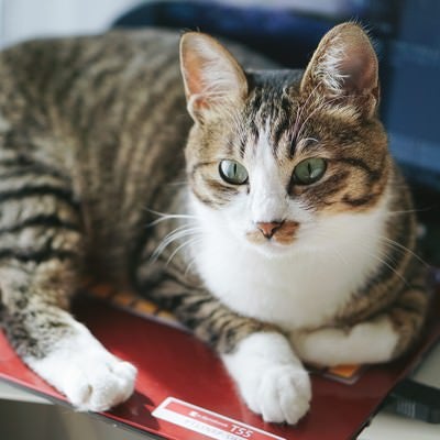 温かいノートパソコン上から断固として退けないキジ白猫の写真