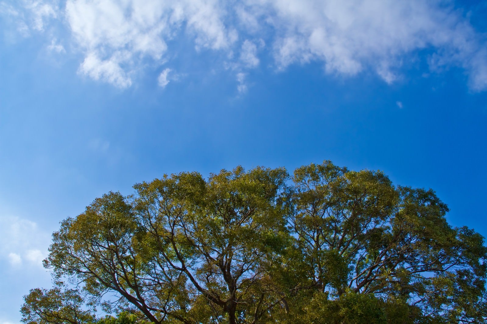 「よく晴れた青空と大樹」の写真